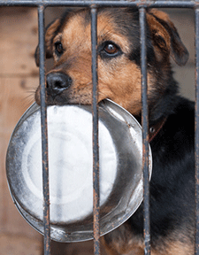 Feed Shelter Dogs